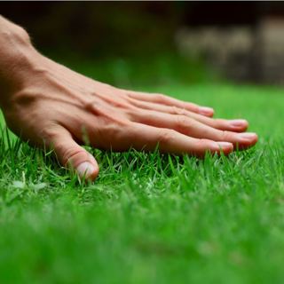 Preventing Dandelions and Weeds in Your Lawn