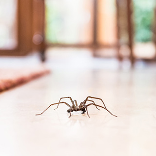 Get Rid of Spiders in your Home