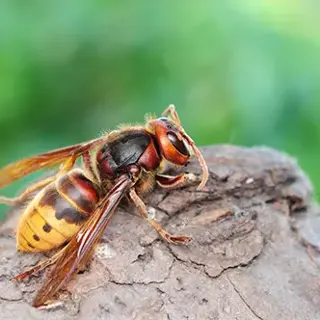 Build a Bee Lawn