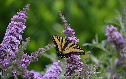 Monnick Supply in Marlborough or Framingham, MA - Pollinator Garden