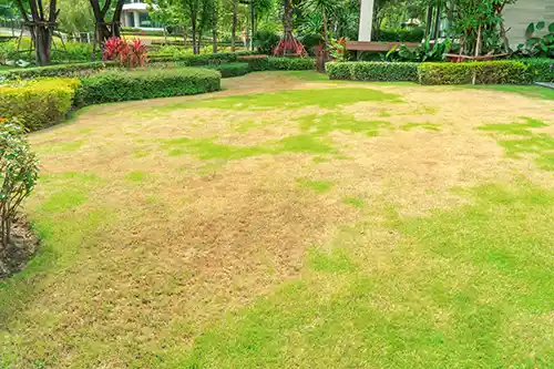 Monnick Supply - Damaged Lawn