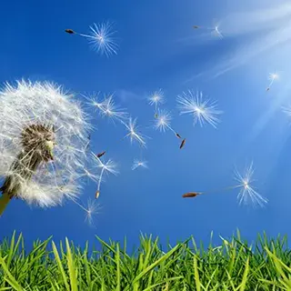 How to Get Rid Of and Prevent Dandelions
