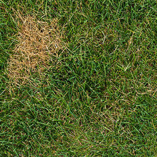 What Causes Brown Spots in the Lawn?