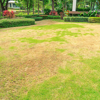 How to Care for a Drought-Stressed Lawn