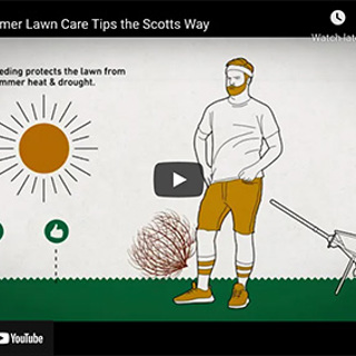Summer Lawn Care Tips 