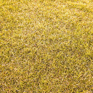 How to Prevent Lawn & Grass Diseases